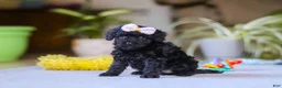 Miniature Poodle dogs for sale: Sienna - Ad 3
