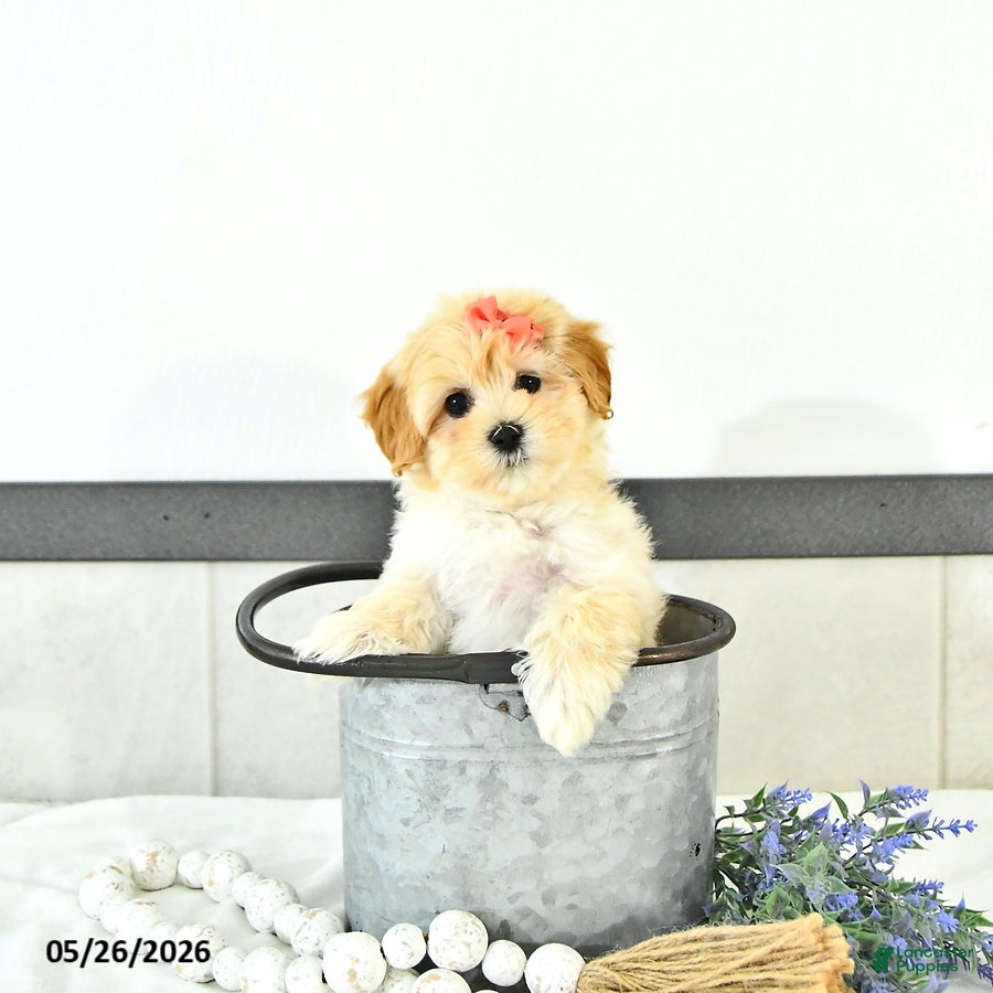 Maltipoo dogs Sadie - Ad 1