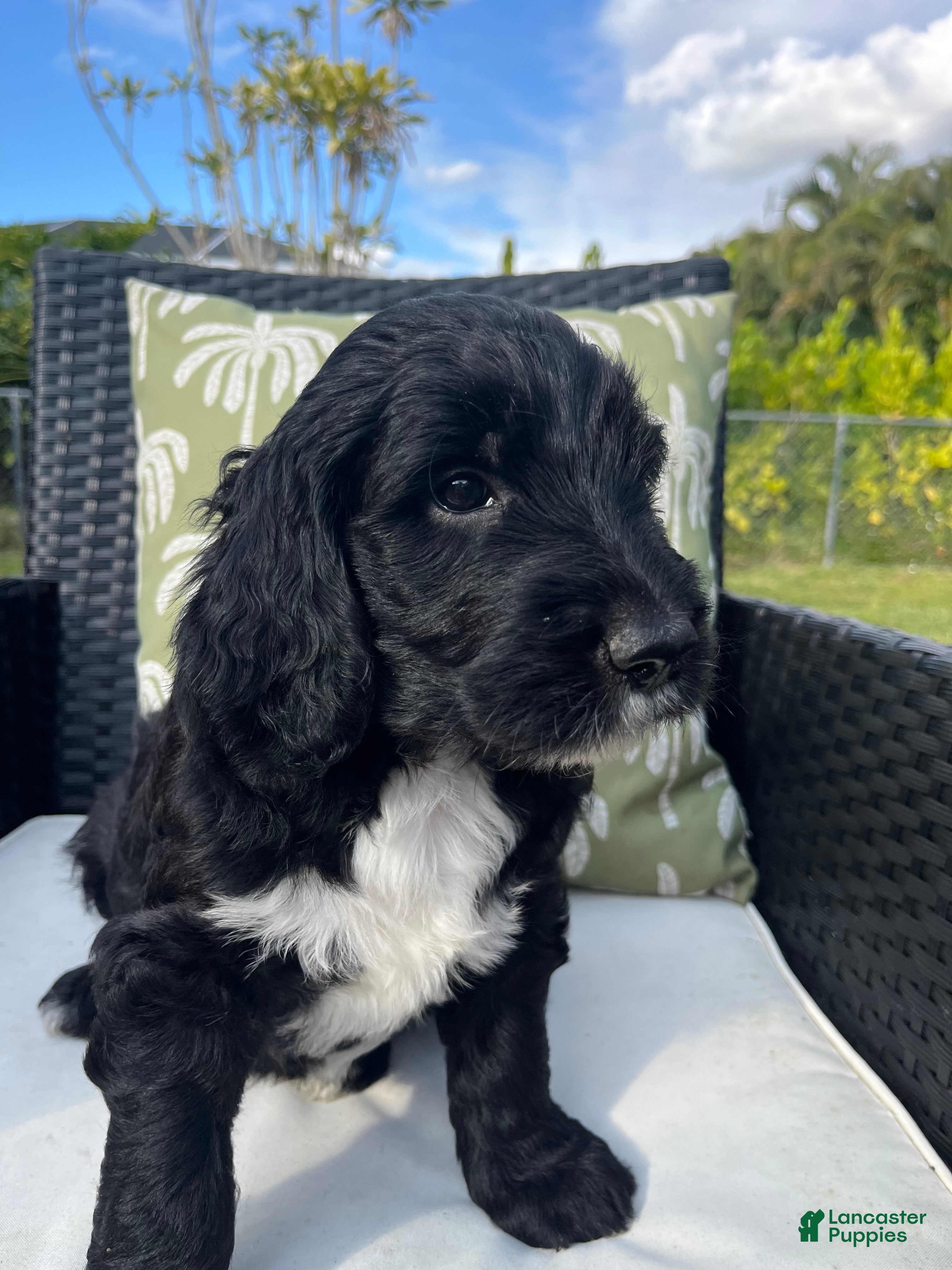 Goldendoodle dogs Jerry - Ad 21