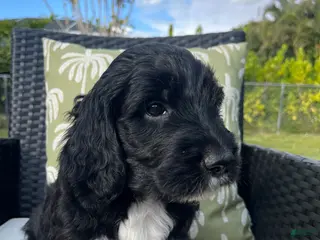 Goldendoodle dogs Jerry - Ad 21