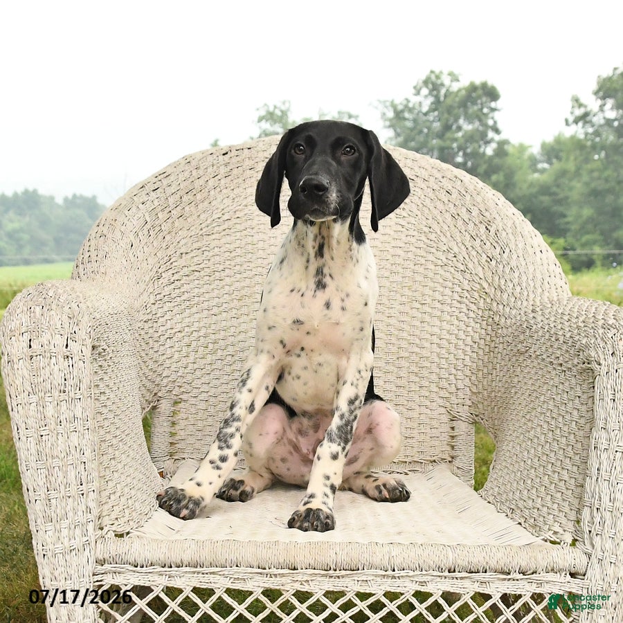 German Shorthaired Pointer dogs Gus - Ad 1