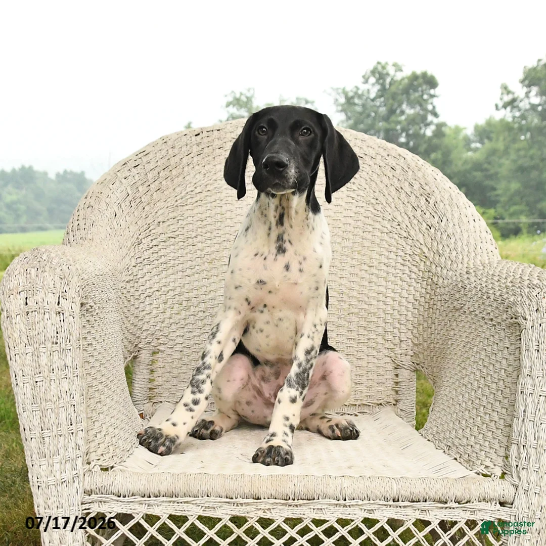 German Shorthaired Pointer dogs for sale: Gus - Ad 1