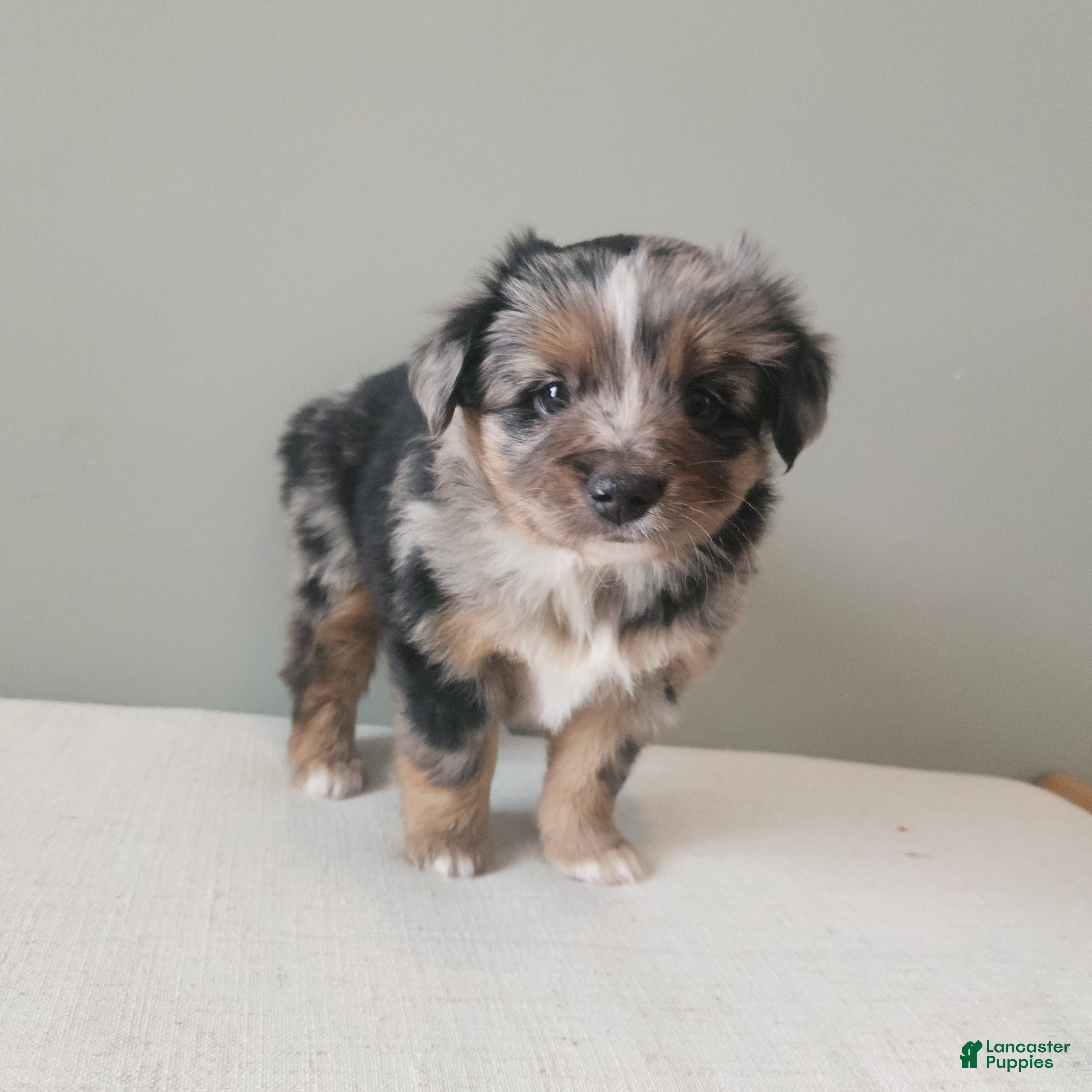 Miniature Australian Shepherd dogs Dasher - Ad 2