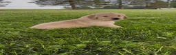 Golden Retriever dogs for sale: Daisy - Ad 6