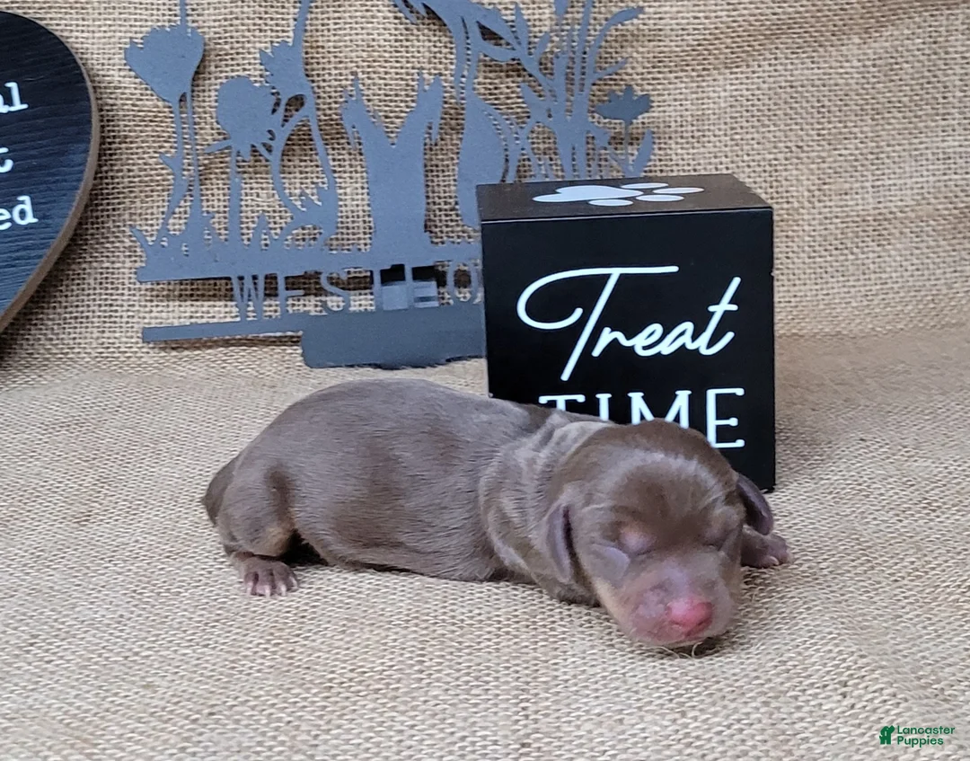 Miniature Dachshund dogs for sale: Cora AKC delivery available  - Ad 4