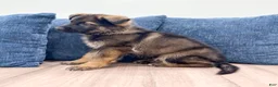 German Shepherd dogs for sale: Delmar - Ad 4