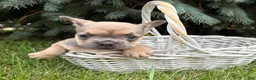 French Bulldog dogs for sale: Dahlia - Ad 4
