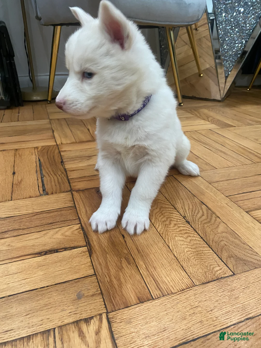 Siberian Husky dogs for sale: Versace  - Ad 5