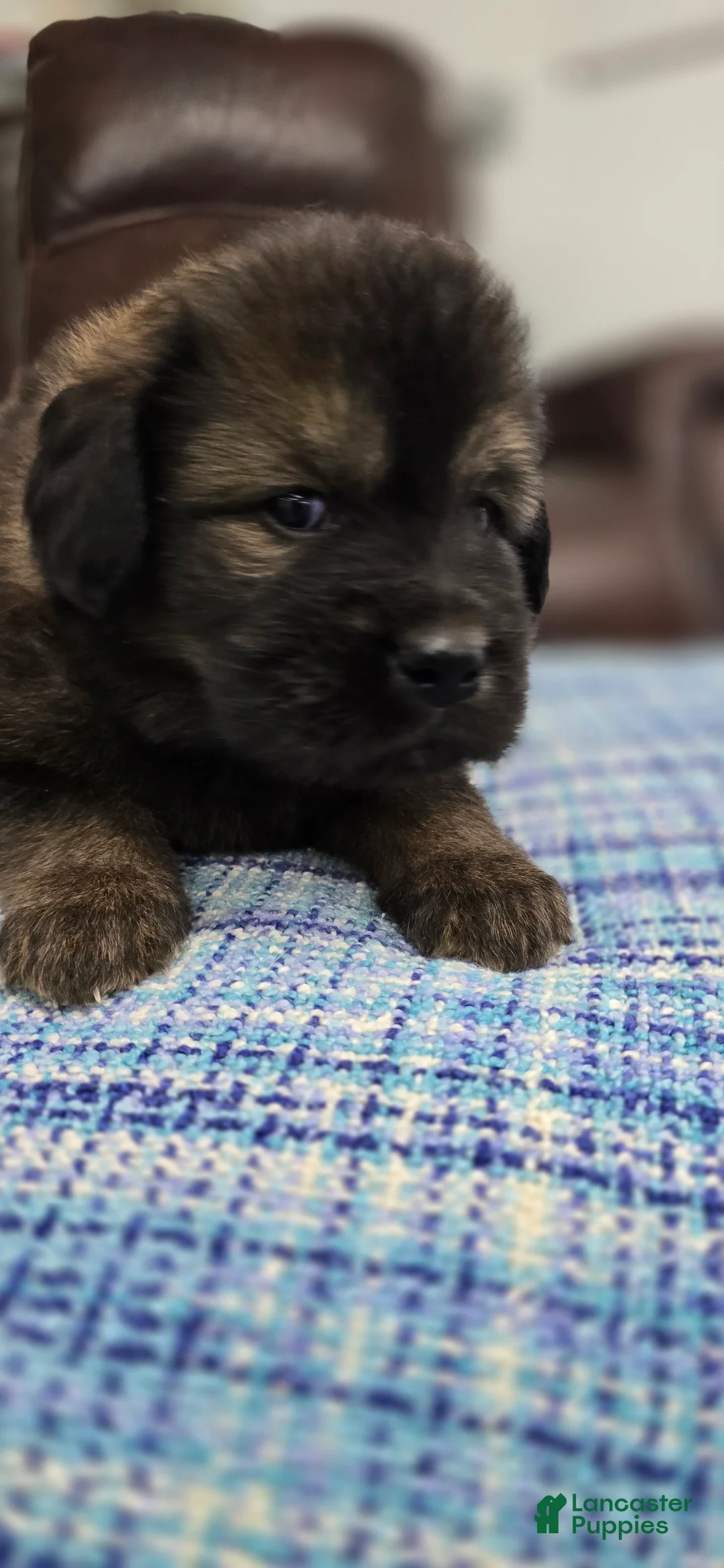 Tibetan Mastiff dogs for sale: Arnold - Ad 2