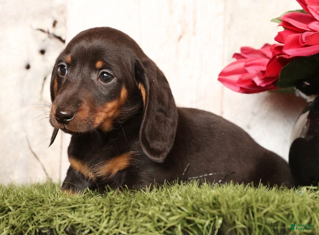 Miniature Dachshund dogs for sale: Phillip - Ad 3