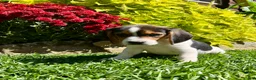 Beagle dogs for sale: Bandit - Ad 4