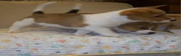 Mixed Breed dogs for sale: Orpheus - Ad 20