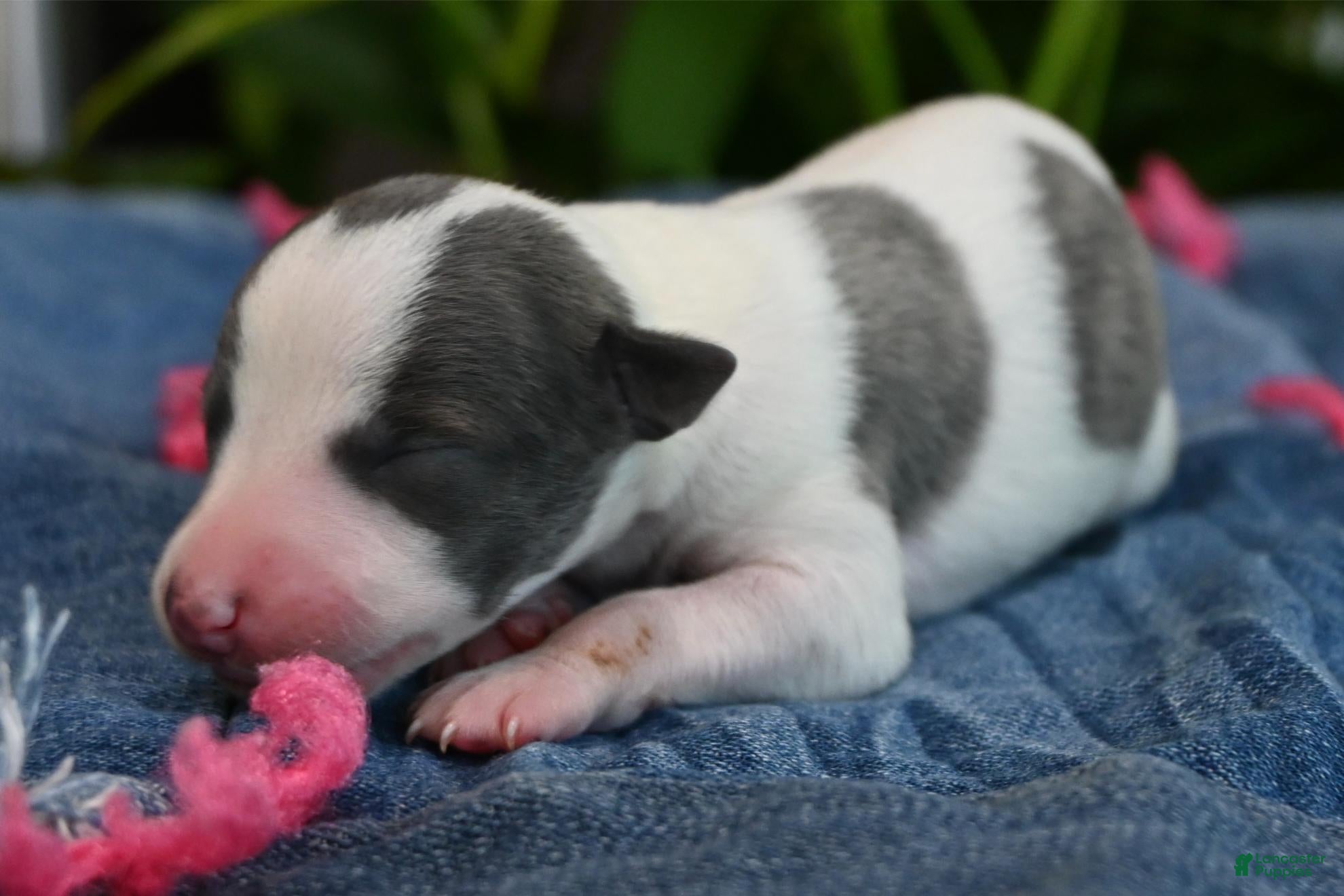 Whippet dogs Sabrina - Ad 1