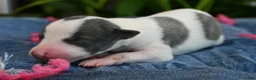 Whippet dogs for sale: Sabrina - Ad 1