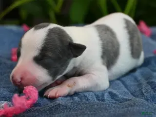 Whippet dogs for sale: Sabrina - Ad 4