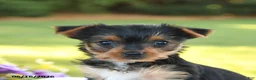 Yorkshire Terrier dogs for sale: Daisy - Ad 5