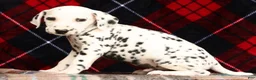 Dalmatian dogs for sale: Rusty - Ad 9
