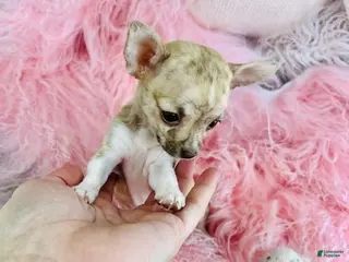 Chihuahua dogs Chihuahua Puppy 1 - Ad 17