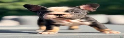 French Bulldog dogs for sale: Pepper - Ad 4