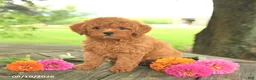 Toy Poodle dogs for sale: Oakley - Ad 4