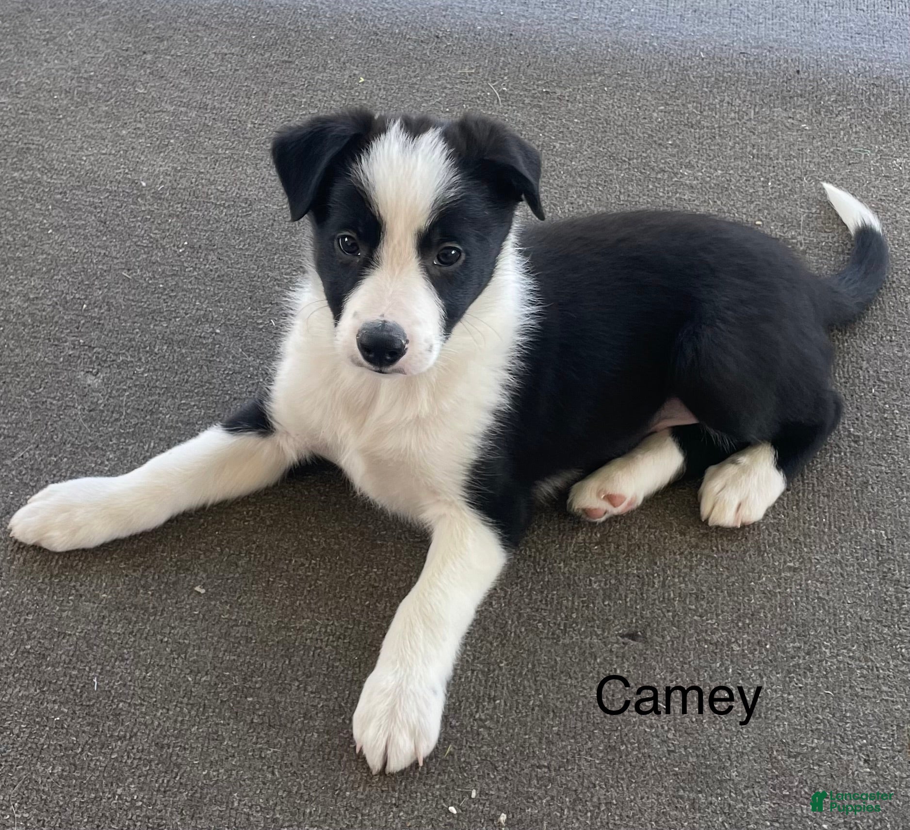 Border Collie dogs Border Collie Puppy 2 Camey - Ad 2