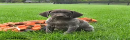 German Shorthaired Pointer dogs for sale: Serena  - Ad 3