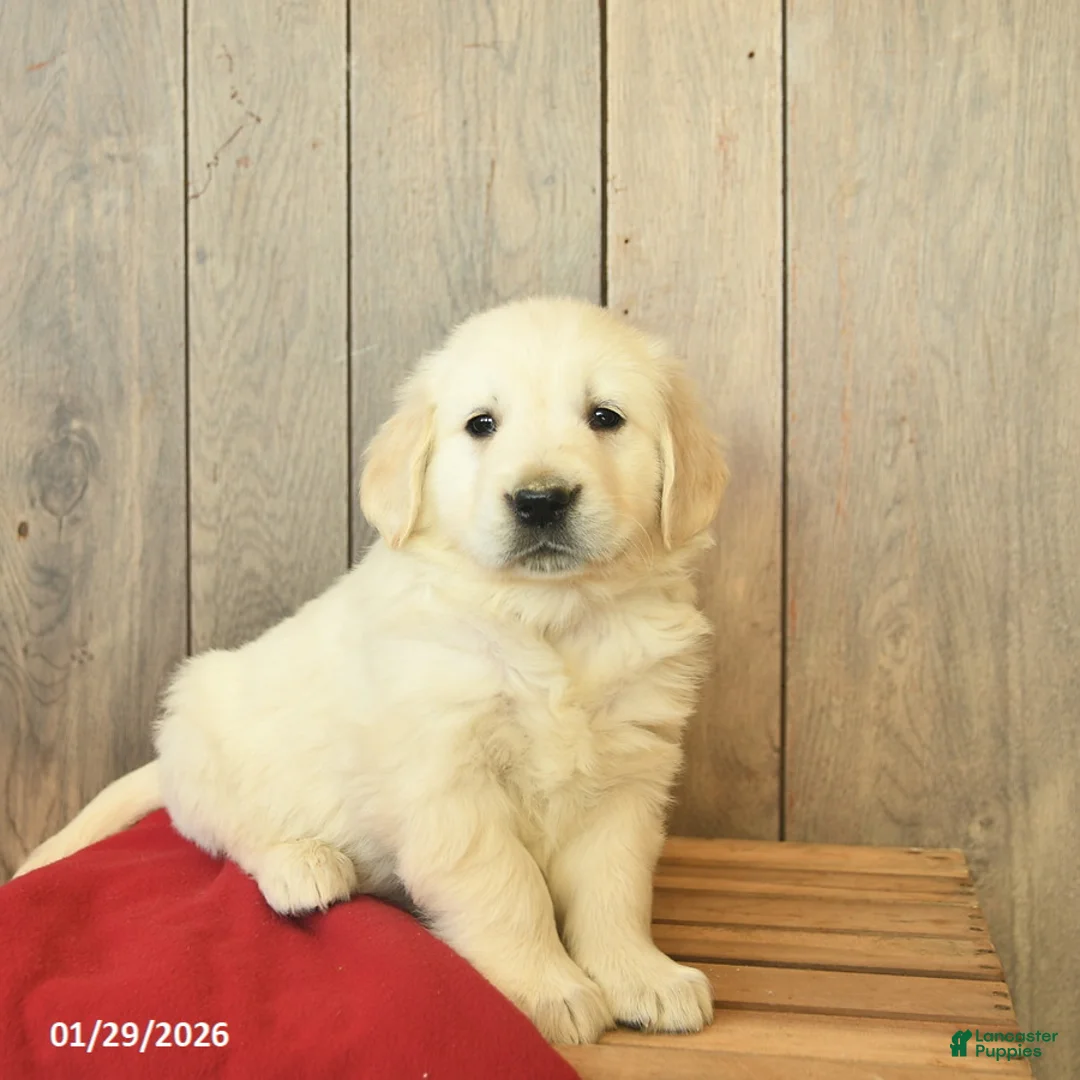 Golden Retriever dogs for sale: Gandalf  - Ad 2