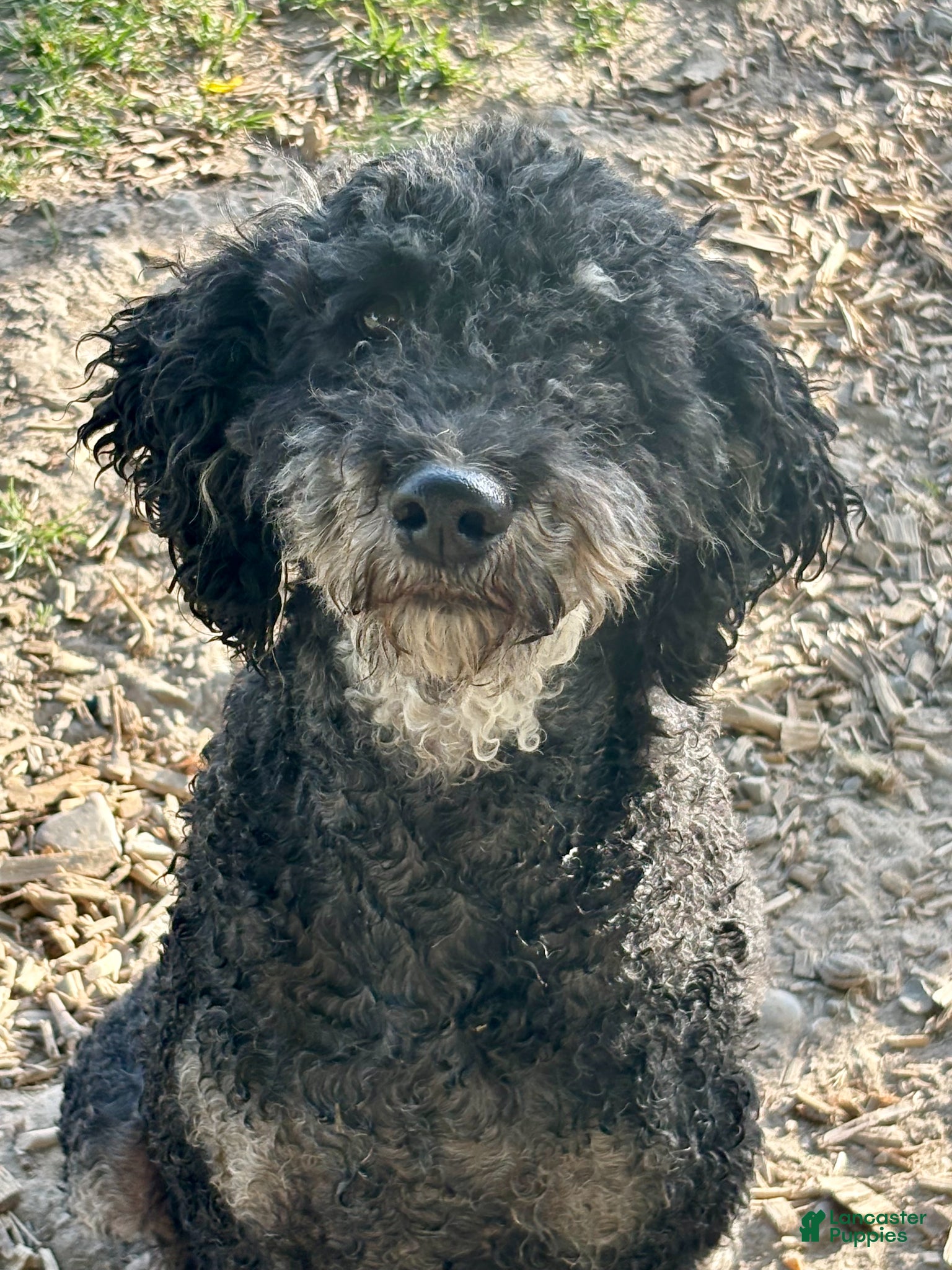 Bernedoodle dogs Bernedoodle Puppy 5 - Ad 2