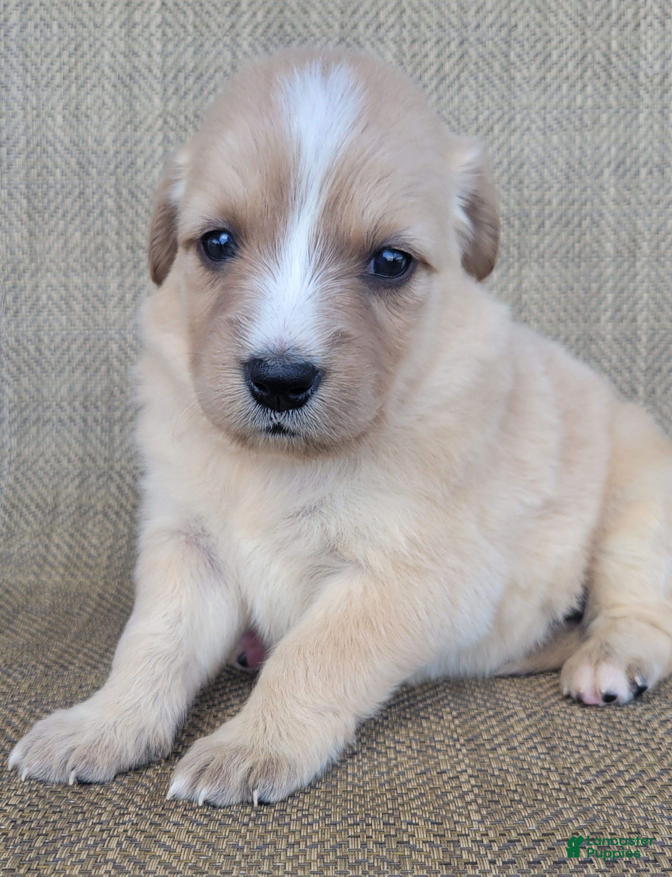 Australian Shepherd dogs Candy - Ad 1