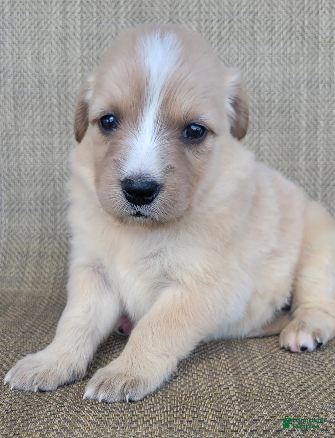 Australian Shepherd dogs for sale: Candy - Ad 1