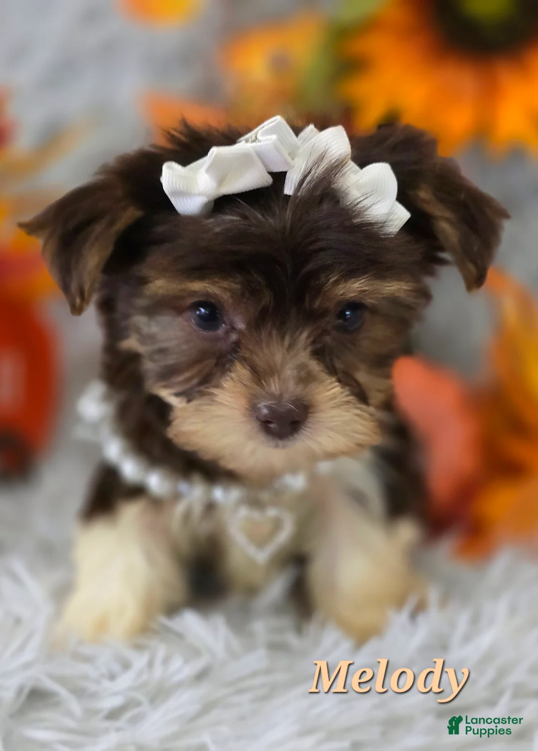 Yorkshire Terrier dogs for sale: Melody - Ad 3