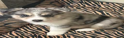 Pomsky dogs for sale: Pomsky Puppy 1 - Ad 10
