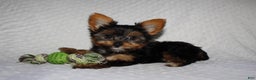 Yorkshire Terrier dogs for sale: JIMMY - Ad 2