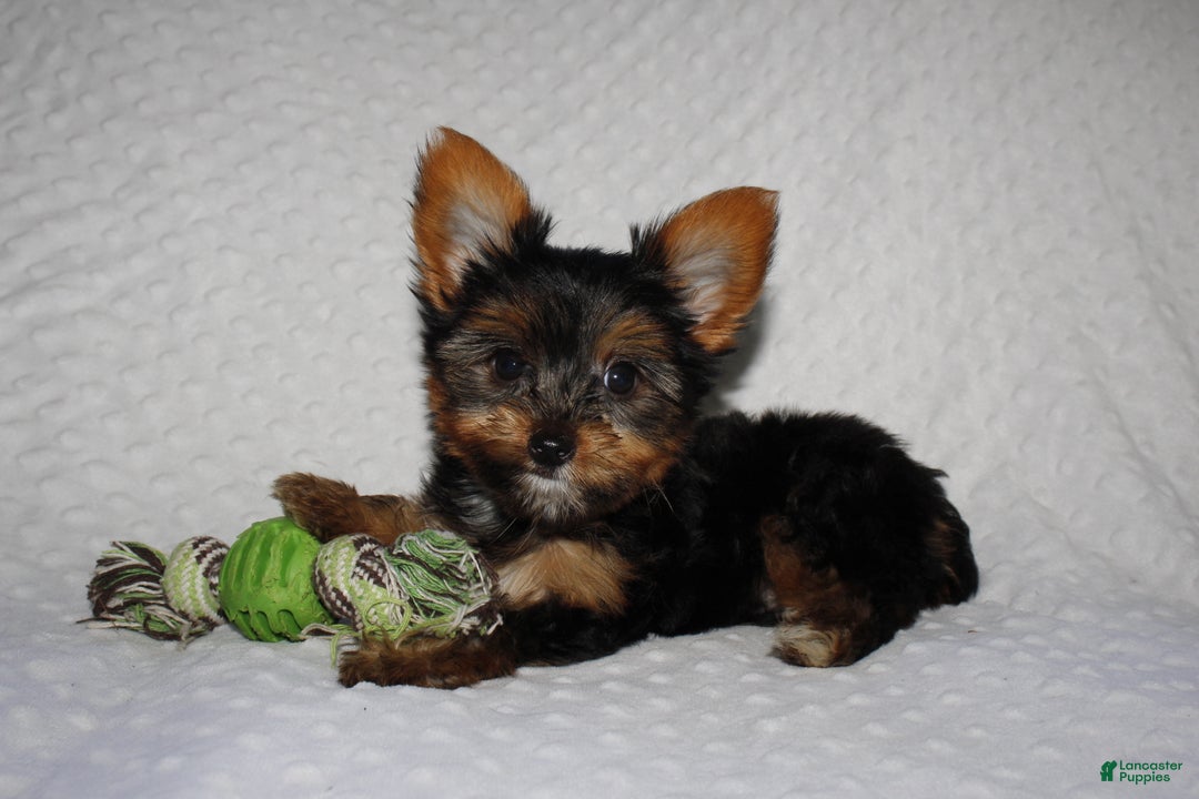 Yorkshire Terrier dogs for sale: JIMMY - Ad 2