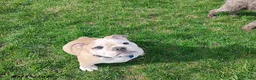 English Bulldog dogs for sale: Reba Mae - Ad 9
