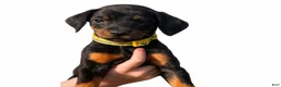 Doberman Pinscher dogs for sale: Miss Prissy  - Ad 5
