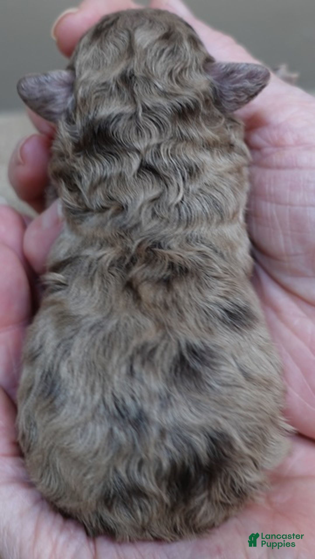 Toy Poodle dogs for sale: Sophia rarest color chocolate merle - Ad 8