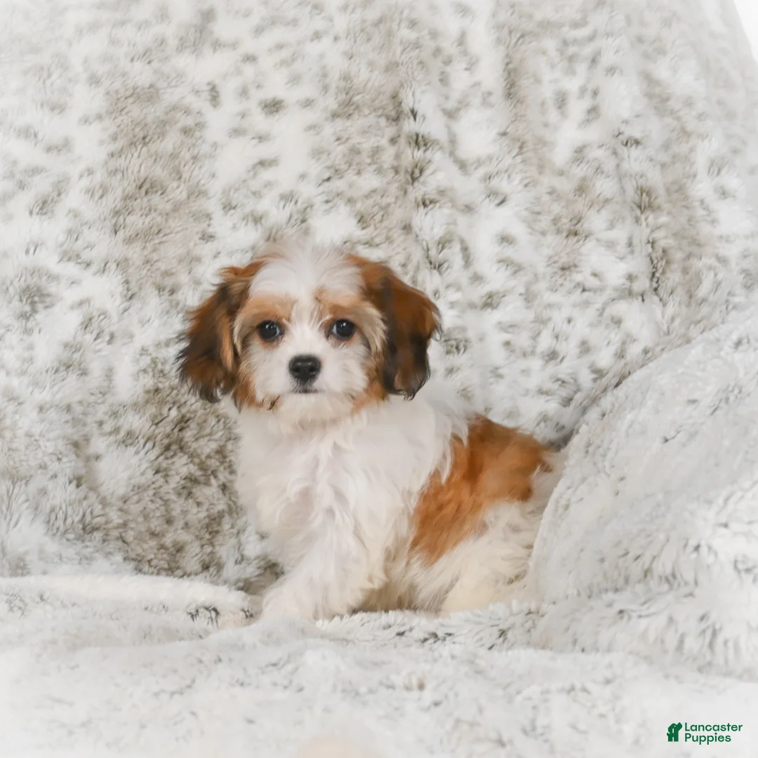 Havanese dogs for sale: Heidi - Ad 1