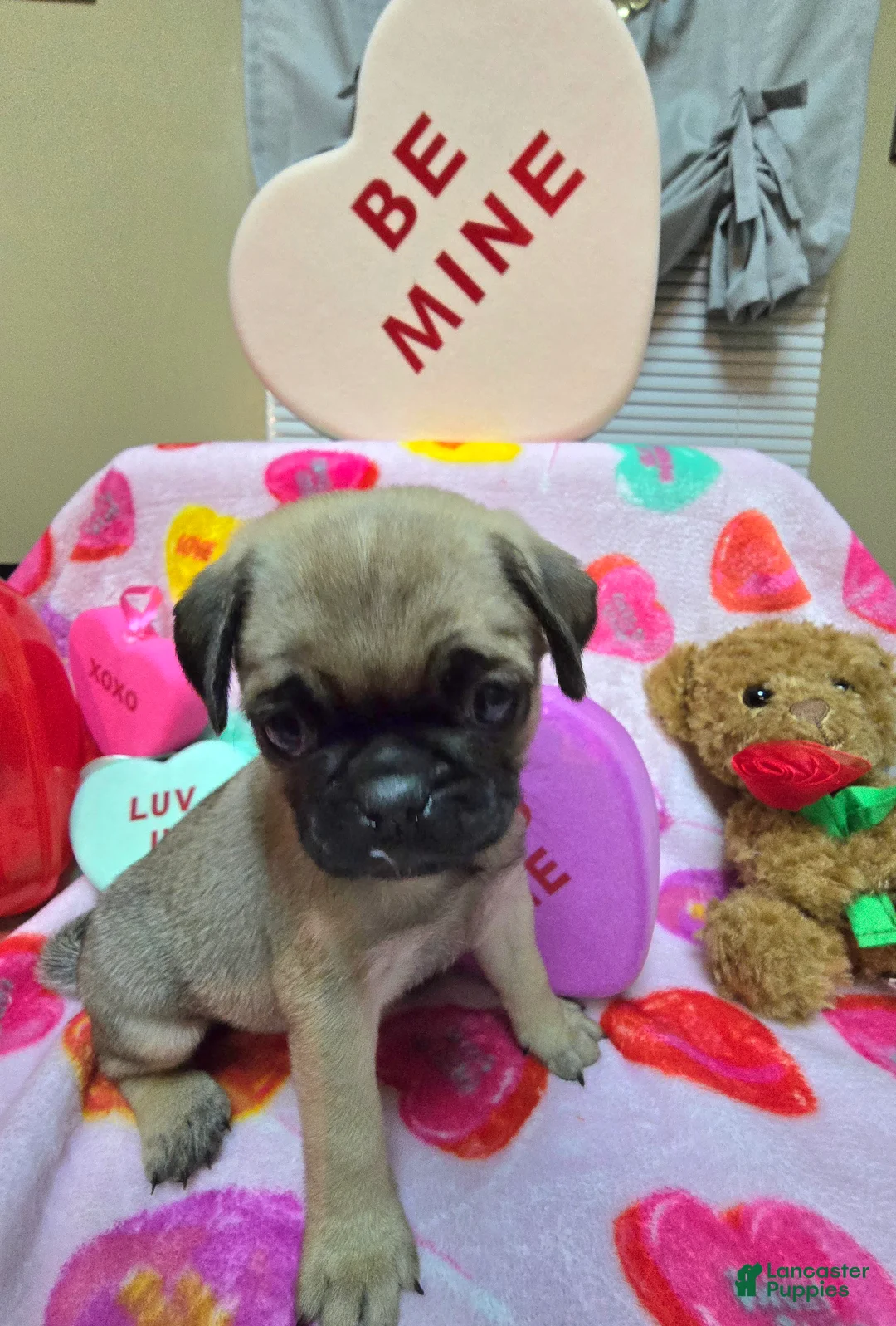 Pug dogs for sale: Angel - Ad 7