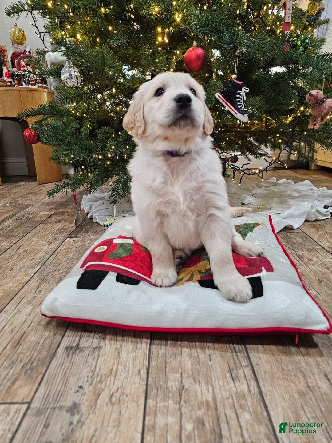 Golden Retriever dogs for sale: Golden Retriever Puppy 4 - Ad 38