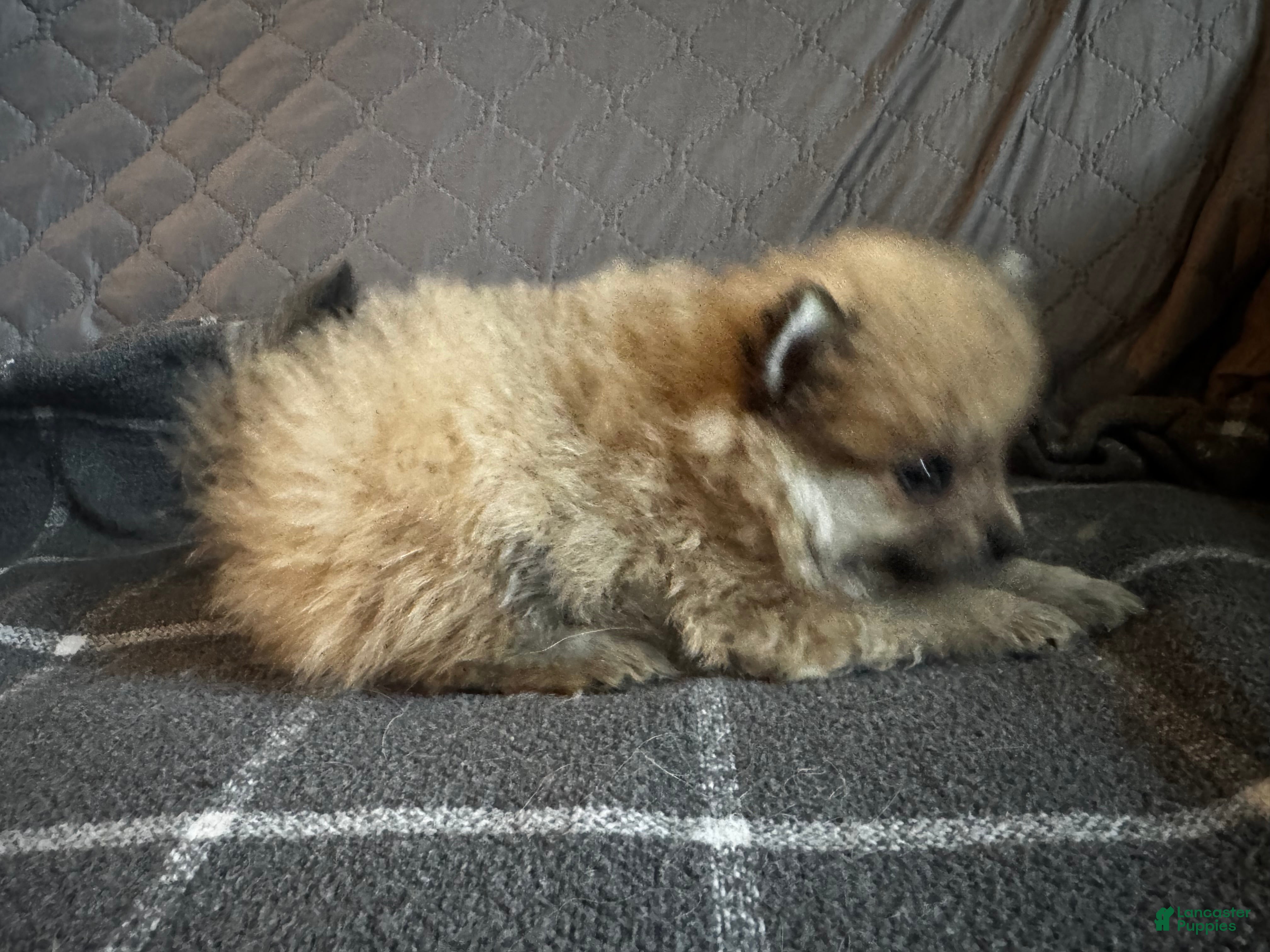 Pomeranian dogs Clover - Ad 2