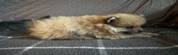 Pomeranian dogs for sale: Clover - Ad 2