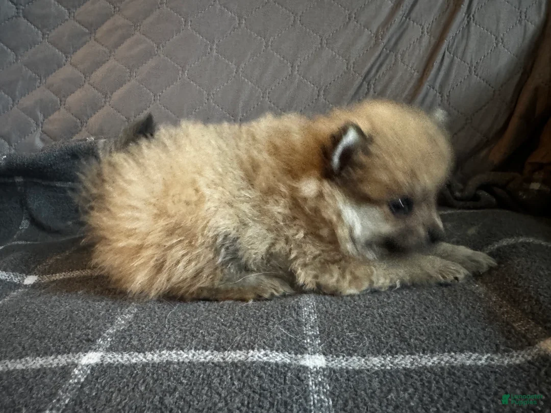 Pomeranian dogs for sale: Clover - Ad 2