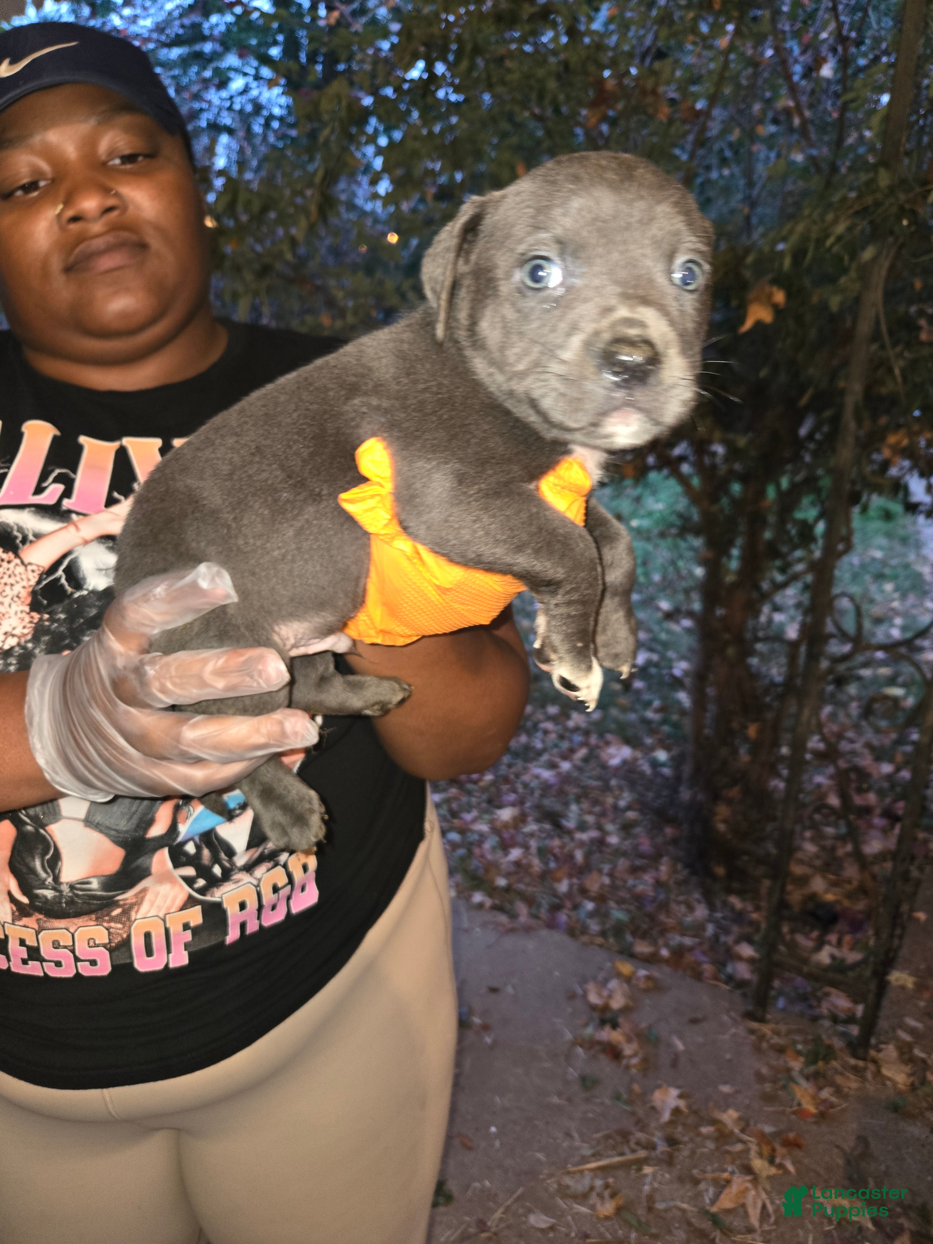 American Bully dogs Blu - Ad 6