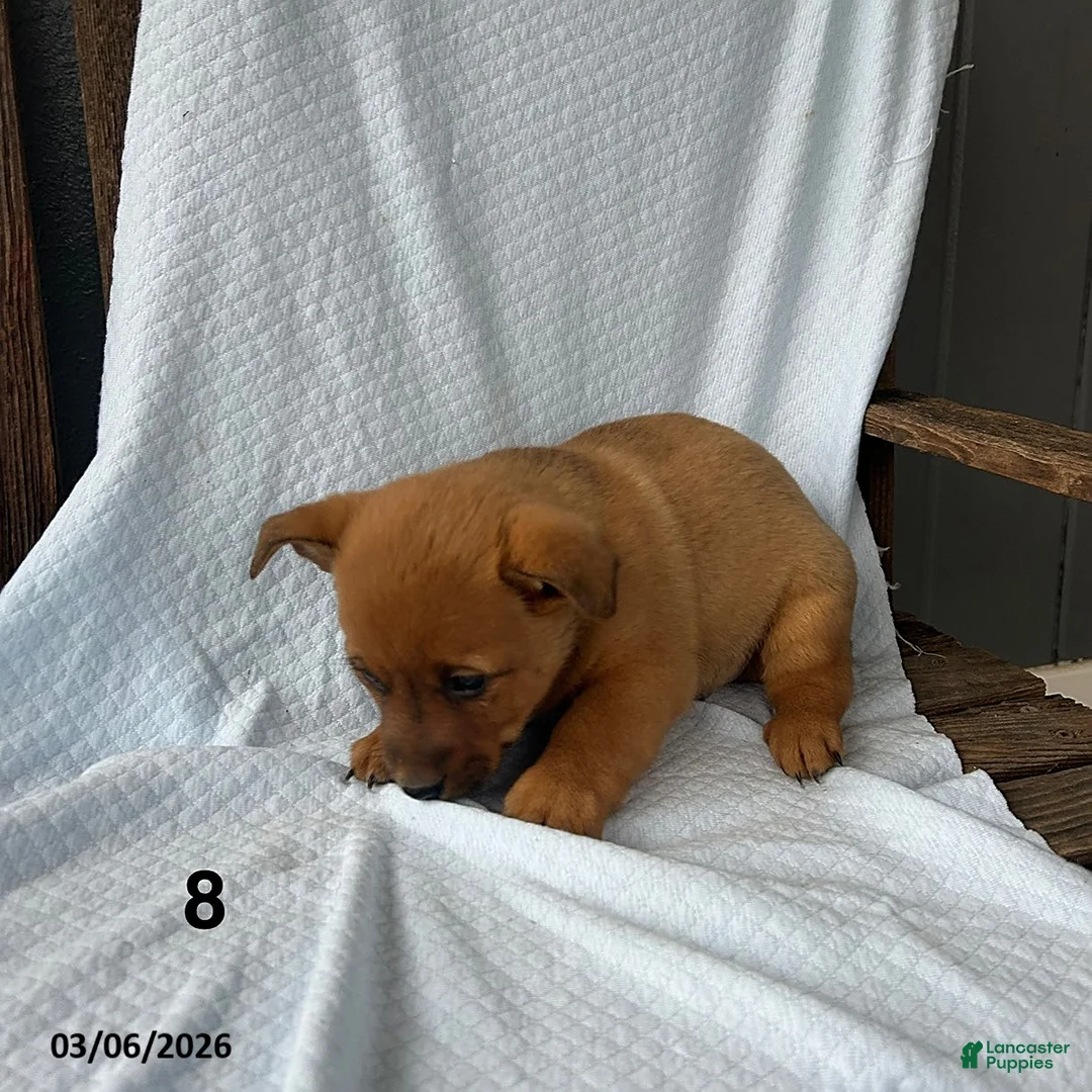 Mixed Breed dogs for sale: Dan  - Ad 2