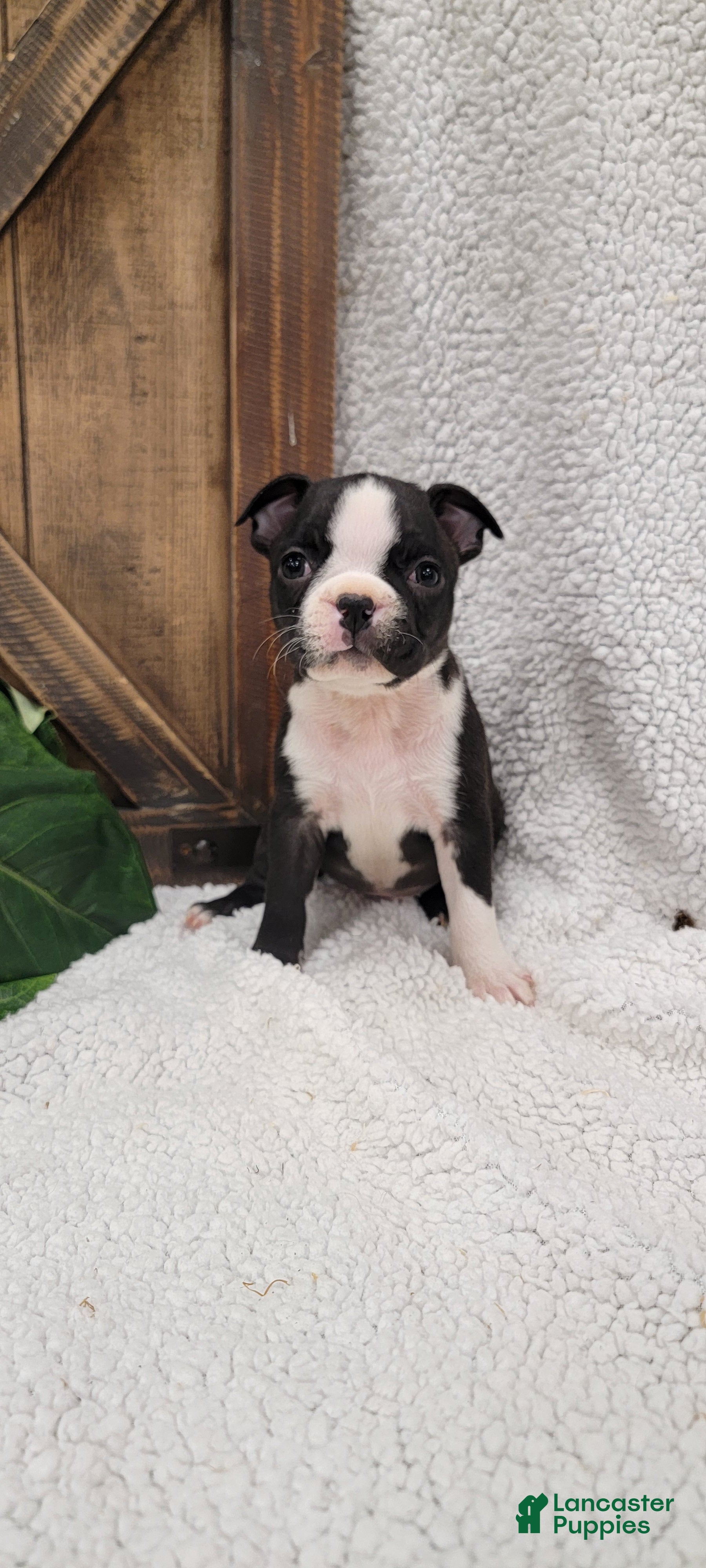 Boston Terrier dogs Baily - Ad 2