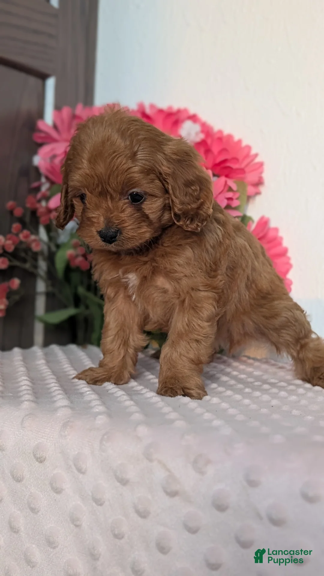 Cavapoo dogs for sale: Talia - Ad 3