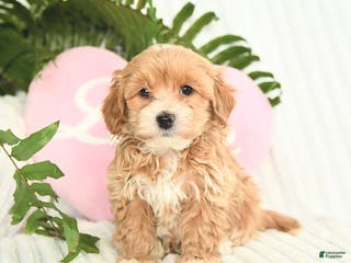 Mixed Breed dogs Lucky - Ad 21