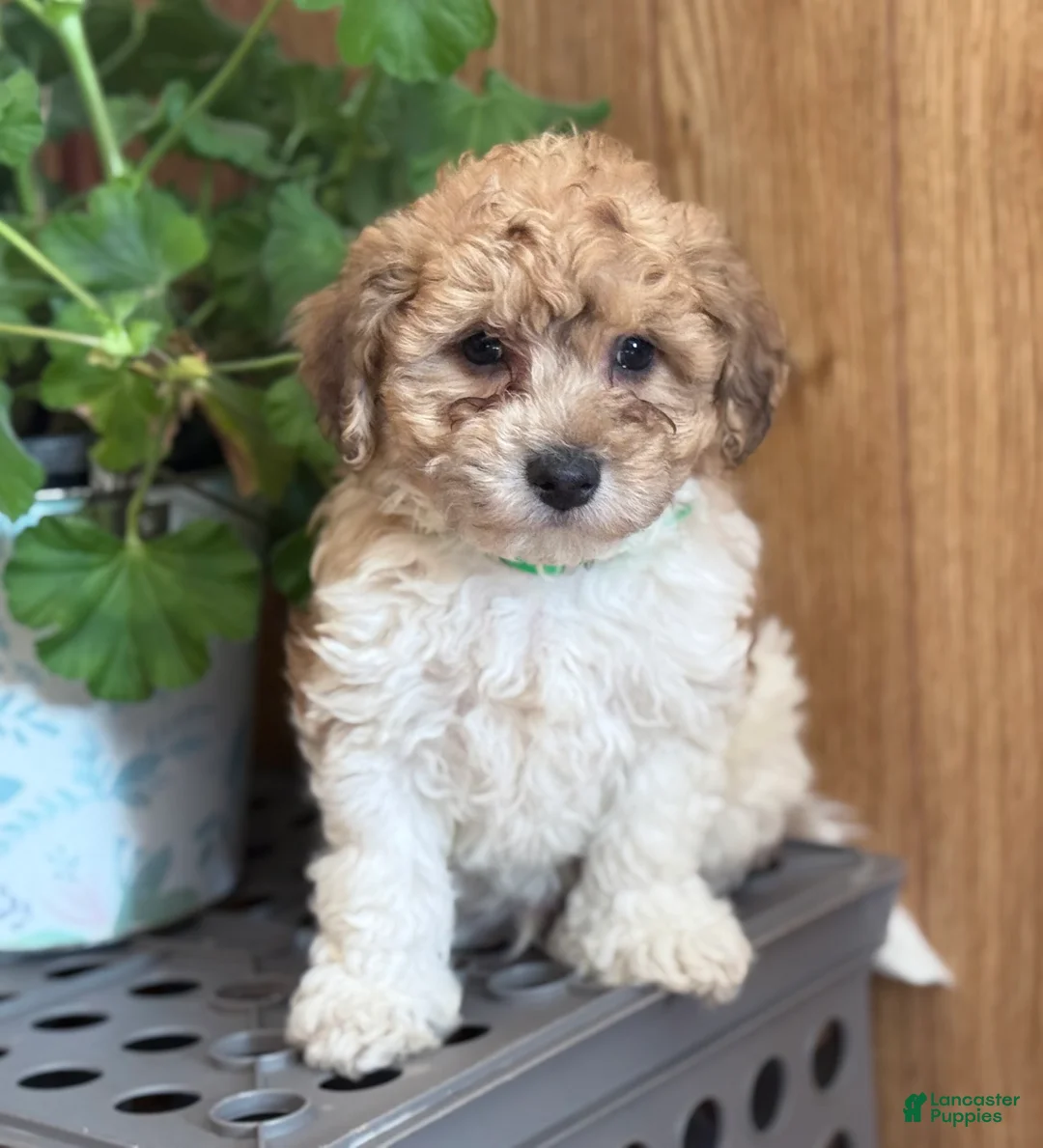 Bichpoo dogs for sale: Clown  - Ad 4