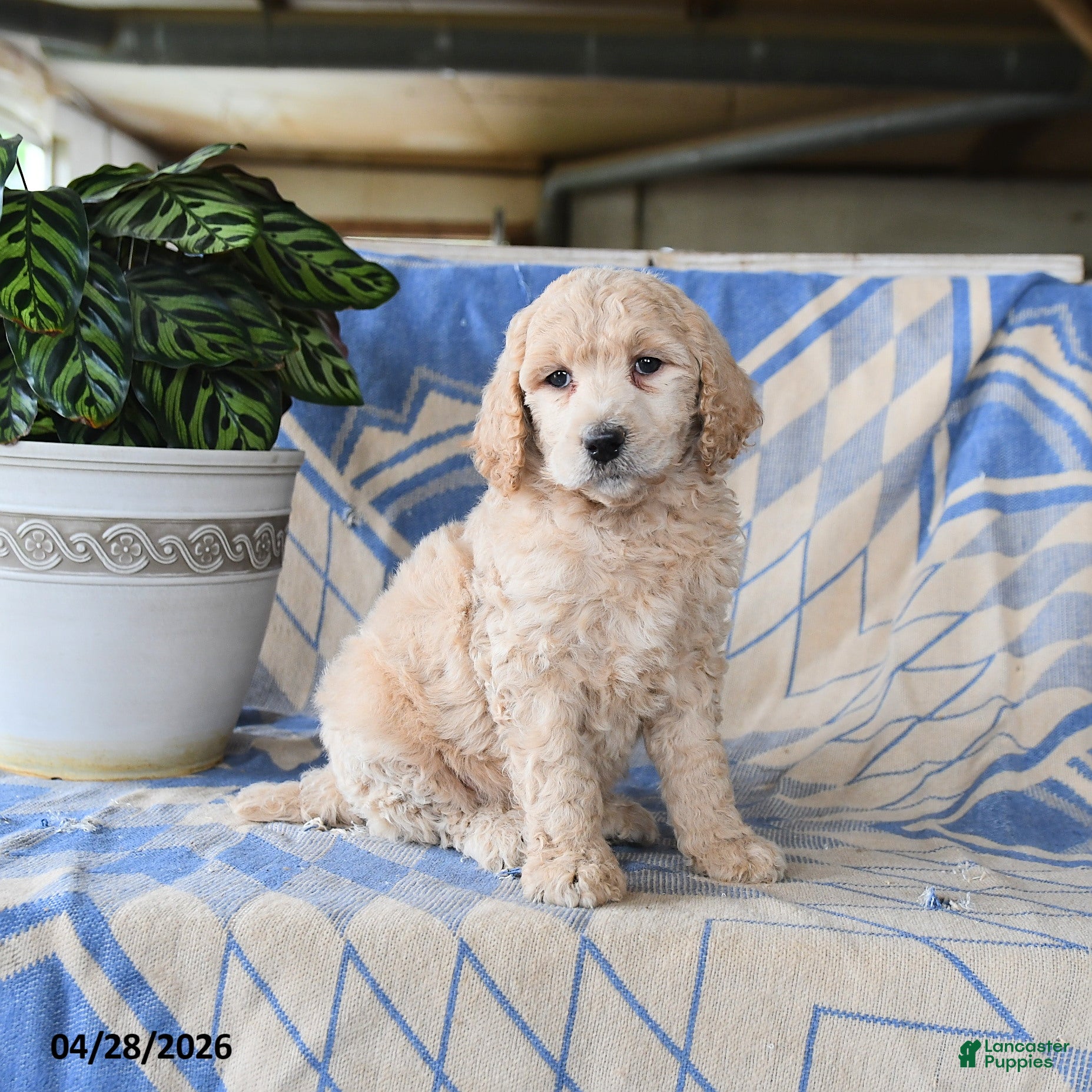 Standard Poodle dogs Pablo - Ad 2